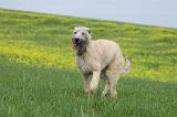 IRISH WOLFHOUND 006
